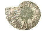 Cut & Polished Ammonite Fossil (Half) - Madagascar #234457-1